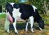 Raca: holandes preto e branco (leite) rgd: ax-117.